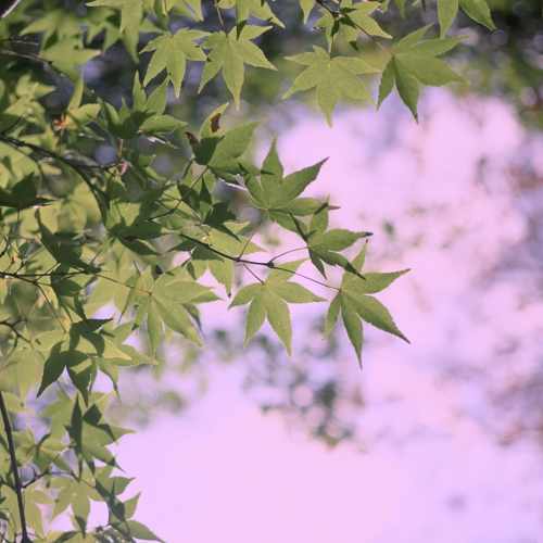 دانلود آهنگ گلپا آشیونه